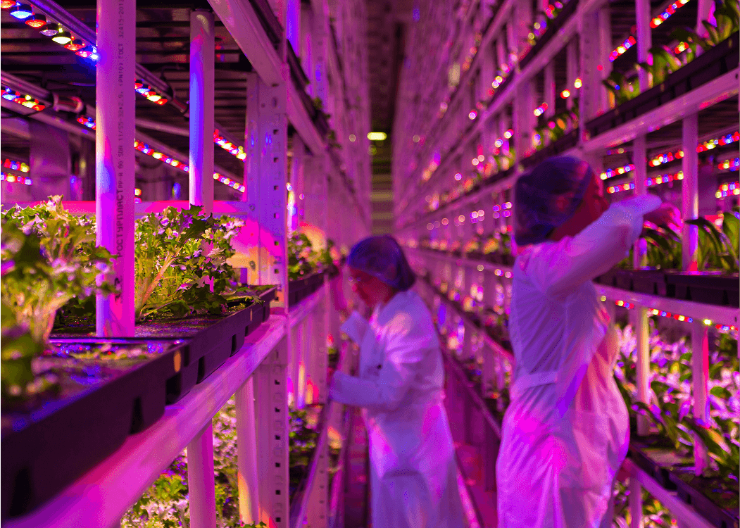 Vertical Harvest Farms — project image 3