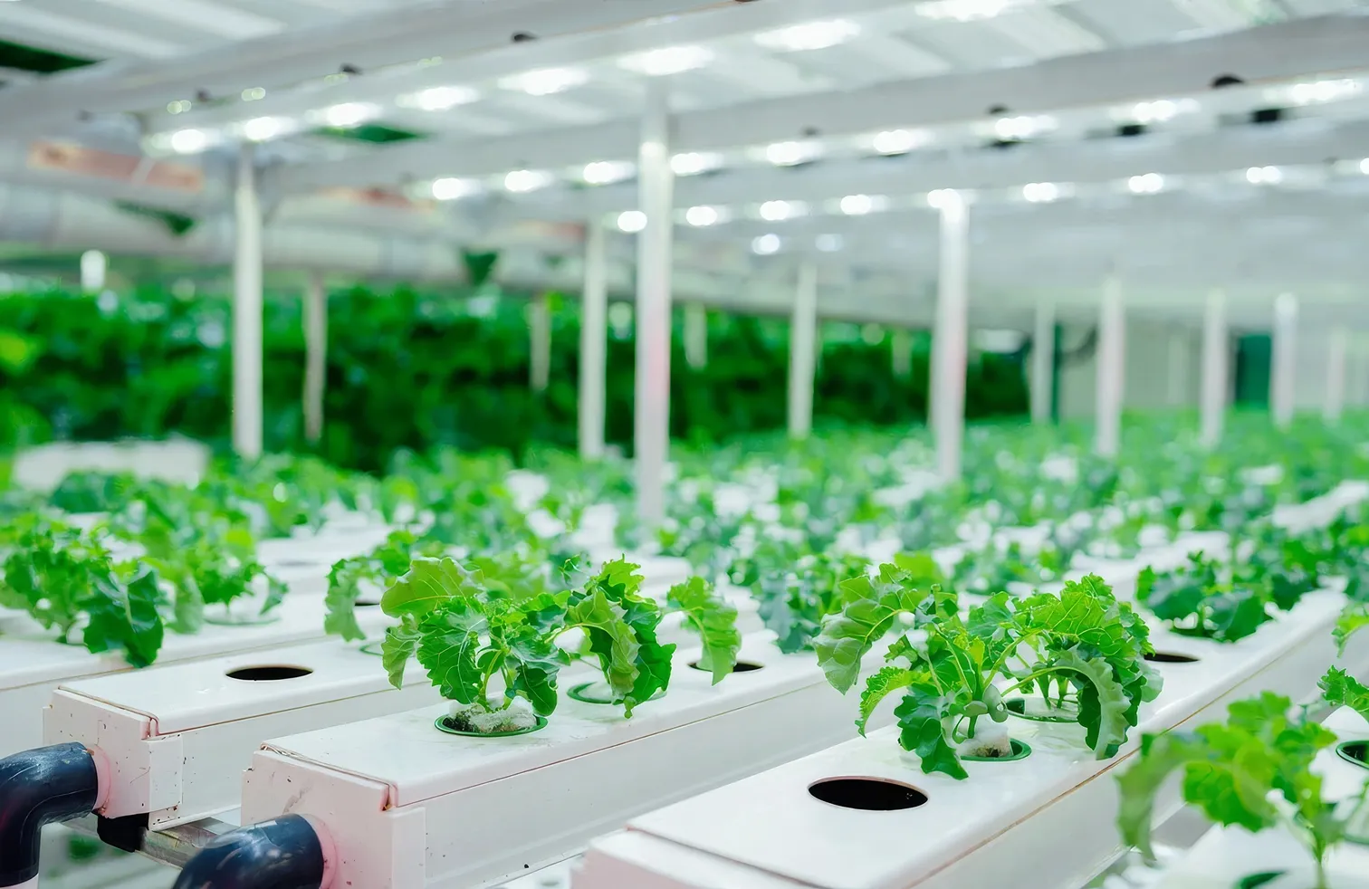 Vertical Harvest Farms